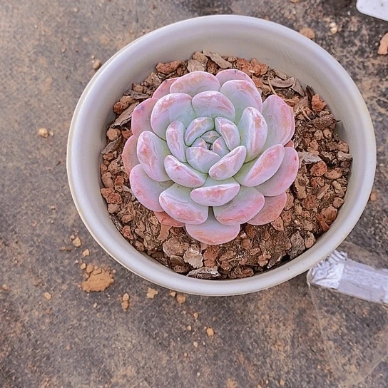 无花朵爆****?星影