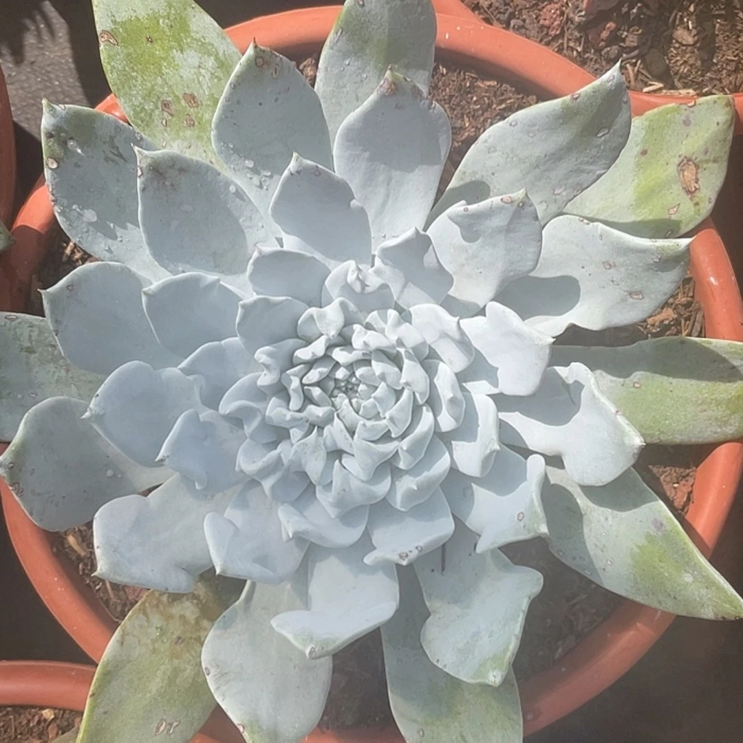 【闪购商品】浦西飞克