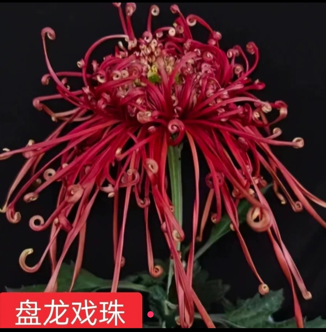 九月菊《盘龙戏珠》（带花苞）菊花大苗 盆栽地栽，都可以