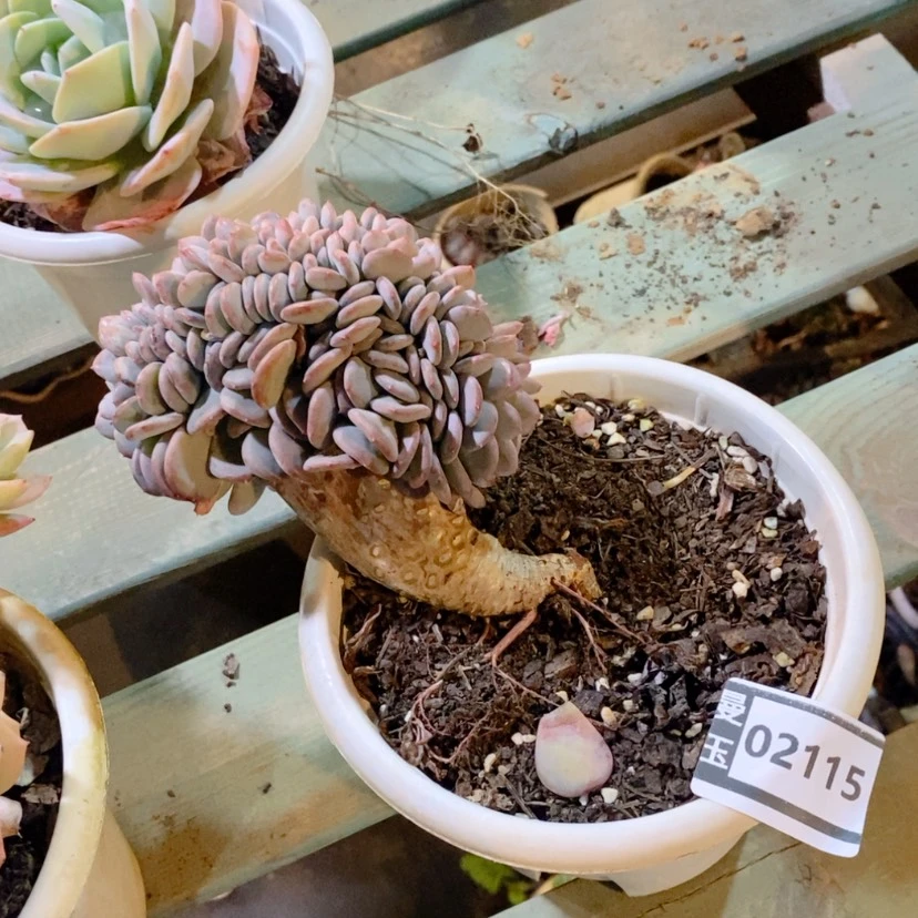 【闪购商品】玛瑙缀02115