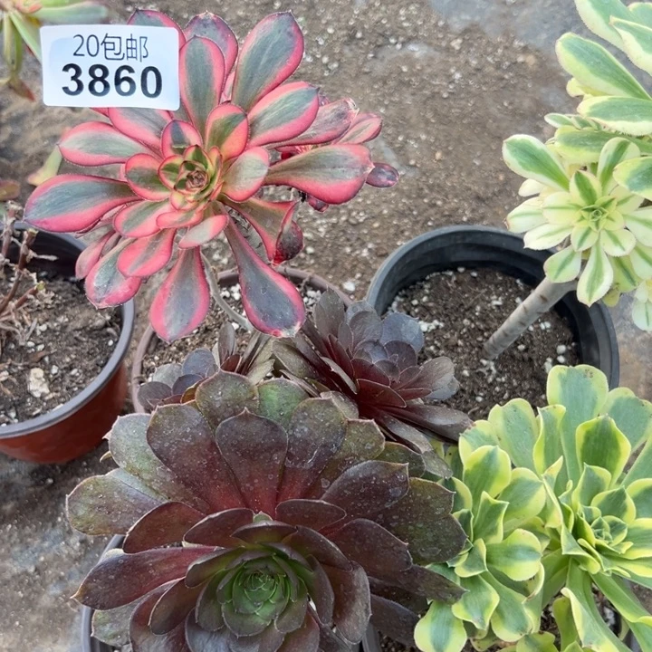 多肉植物3860种植物