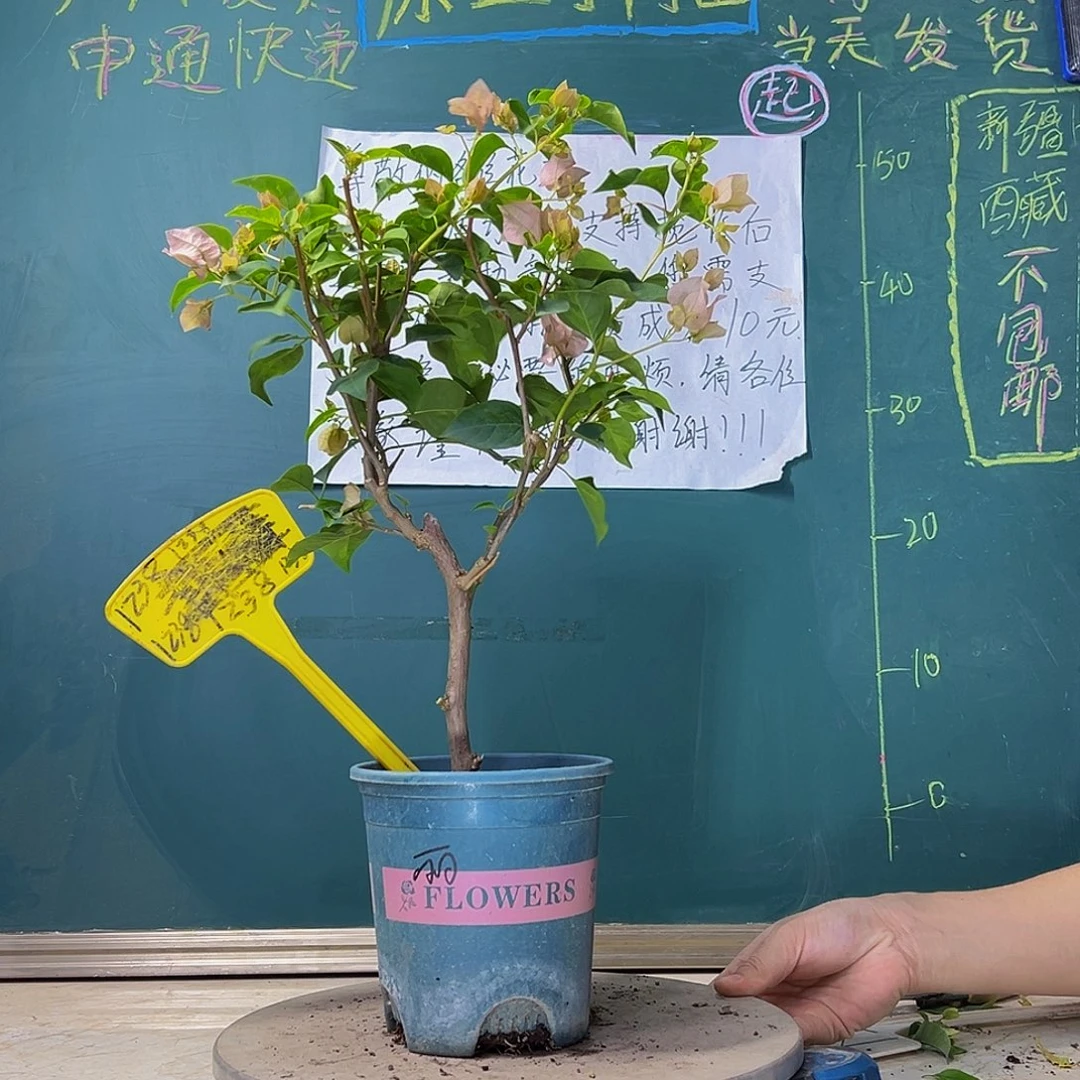 当前无花栽培后可以开花 暗斑丽人  1238