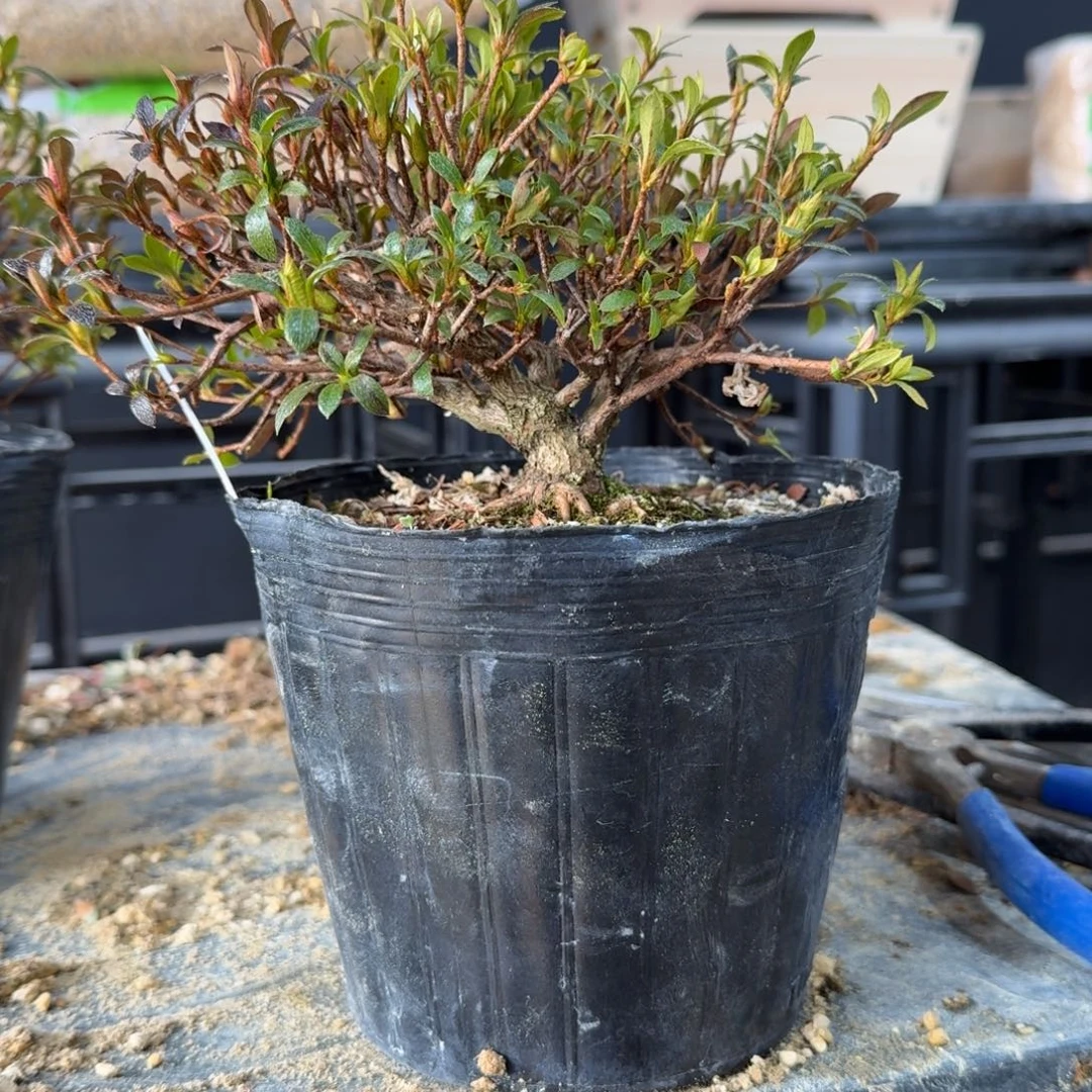 盆景盆景碧空顺丰到付