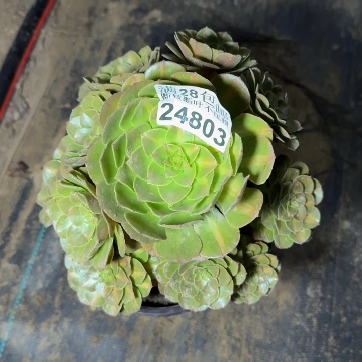 24803南抹茶不包断枝