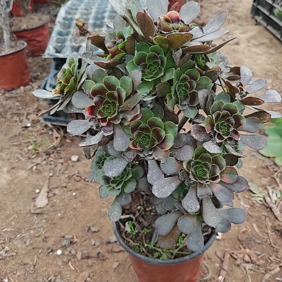 灰圆叶加急发货10