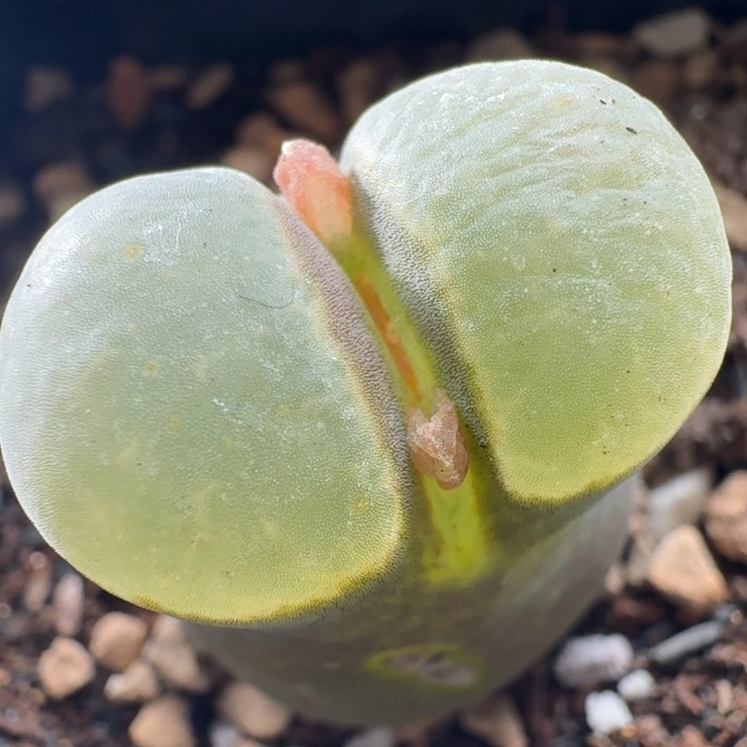 3880磁铁风铃玉2公分