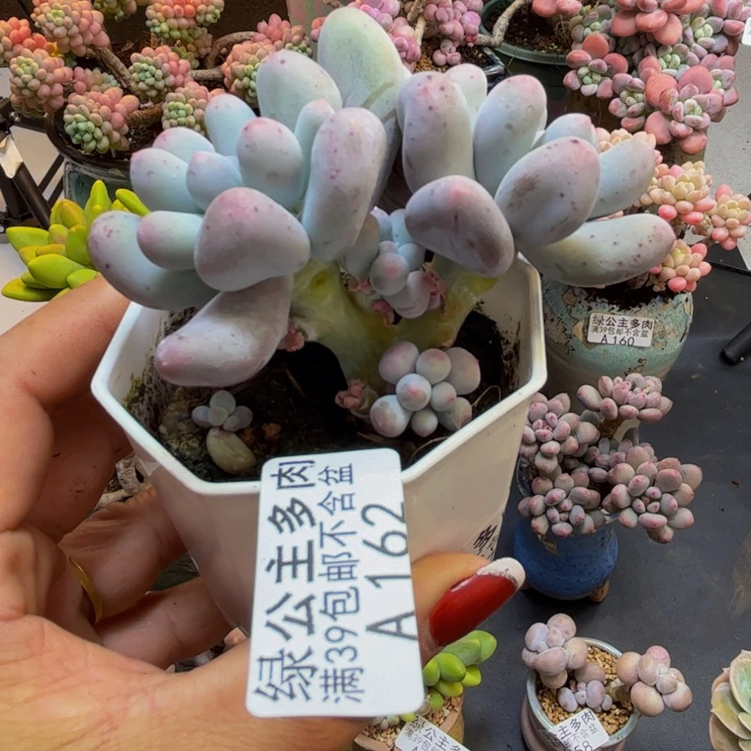 米可奶酪162/7cm多肉