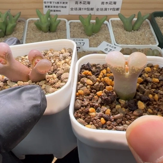 下播特价一颗小尺寸大小窗肯哈德➕一颗编号丢失红风铃728