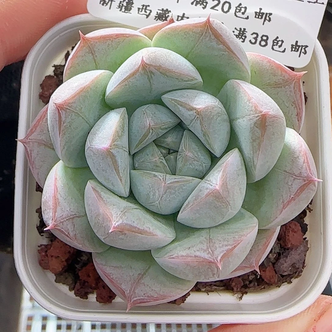 多肉0622-82暗纹糖心