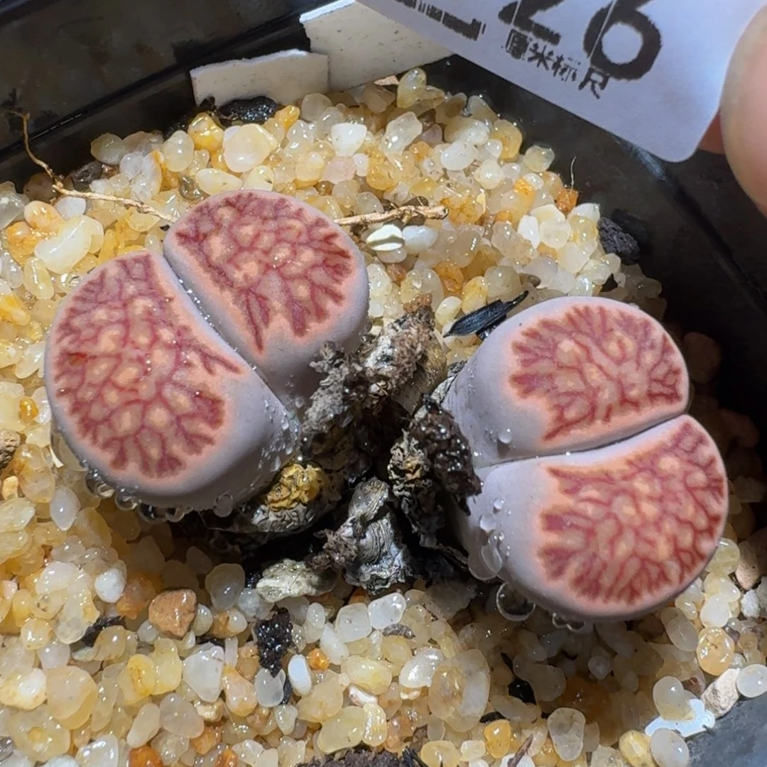 zzzz精品生石花1126