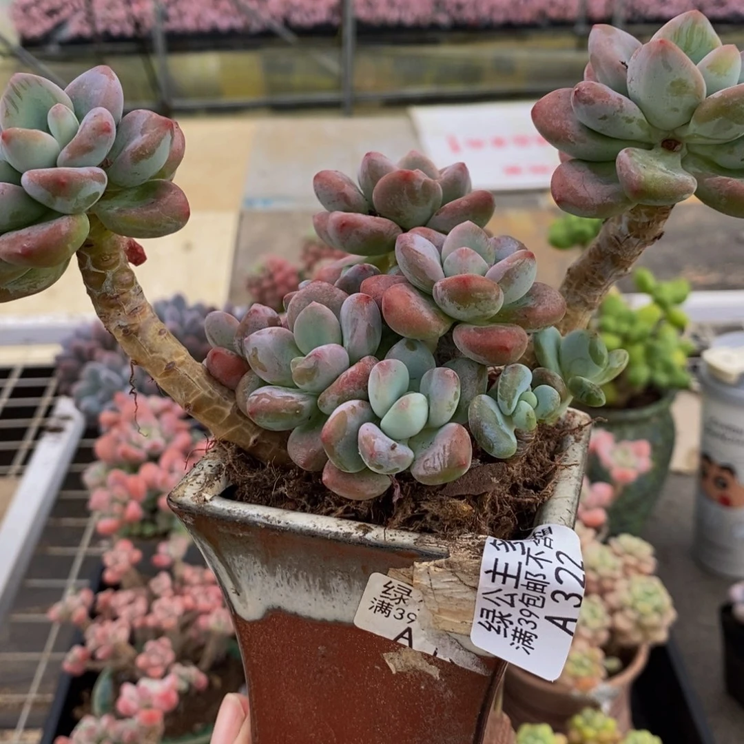 322樱花洛神14cm多肉