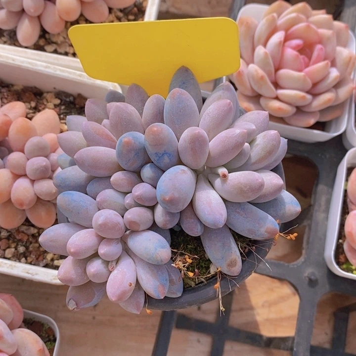 ?**猫多肉植物，开心多肉