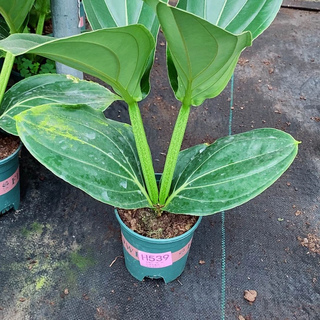 无花朵错**3木本花卉539