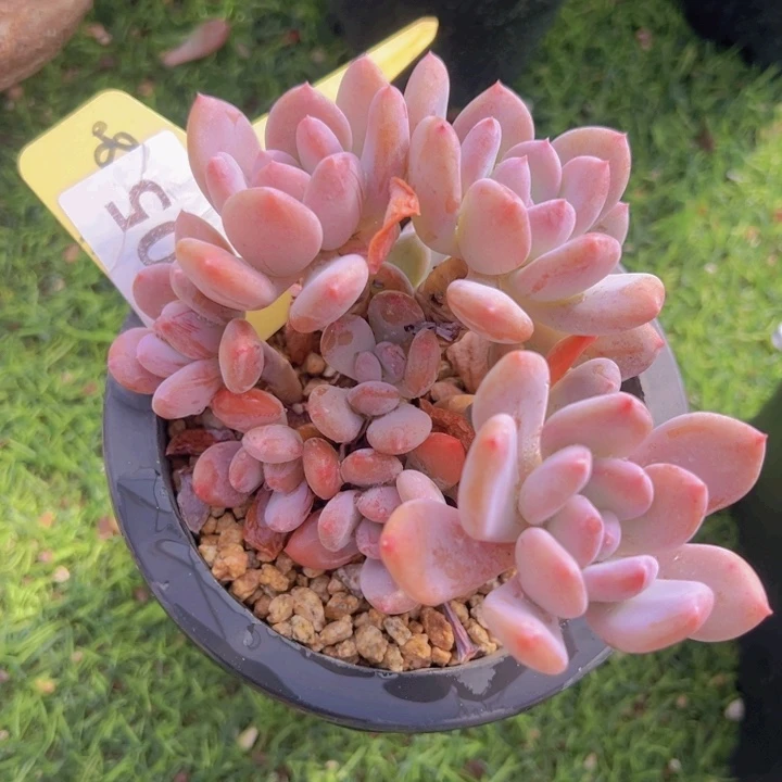 健健康康平平安安