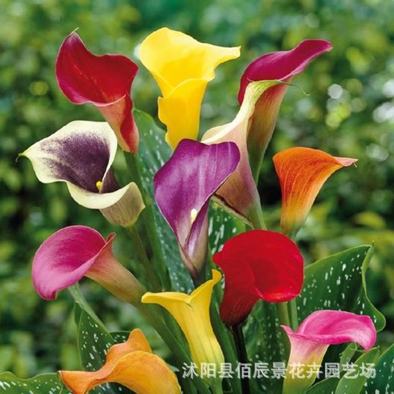 多年生易养彩色马蹄莲种球国产原大球多季开花适内外阳台家居等场