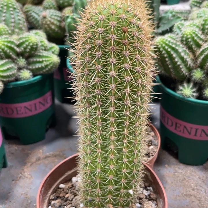 超大时光金妞一杯