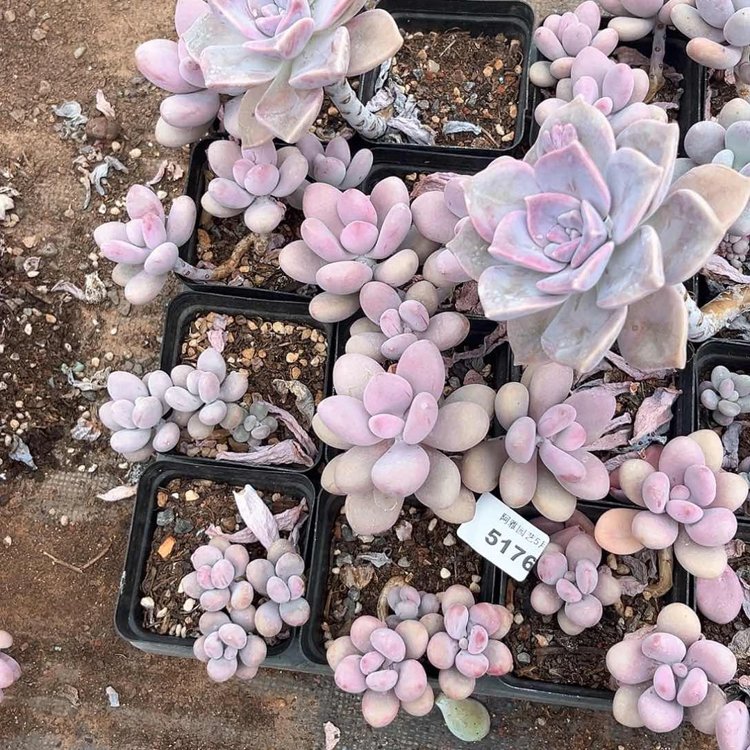 阿雅园艺。     5176