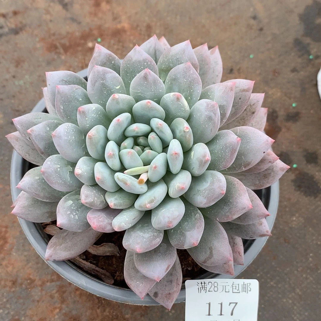 【闪购商品】云117号