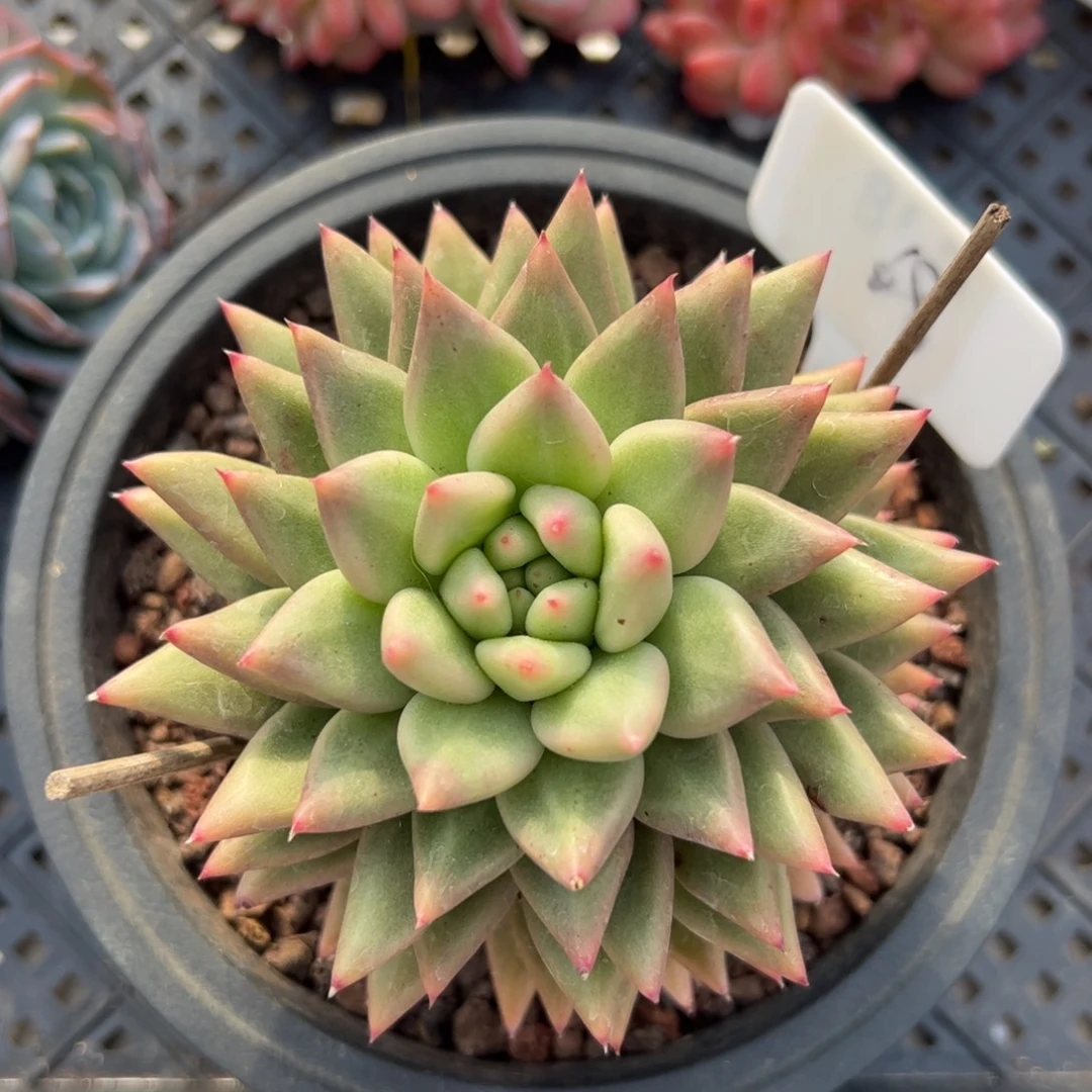 546 多肉植物组合盆栽