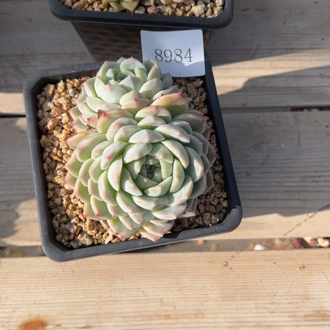 8984的多肉多多多多