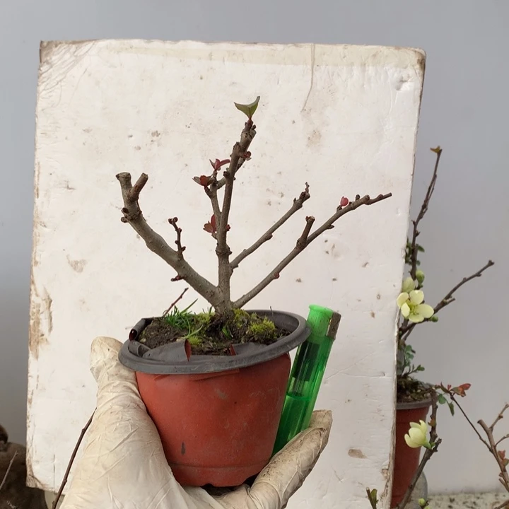 无花朵憨*开播福利.......