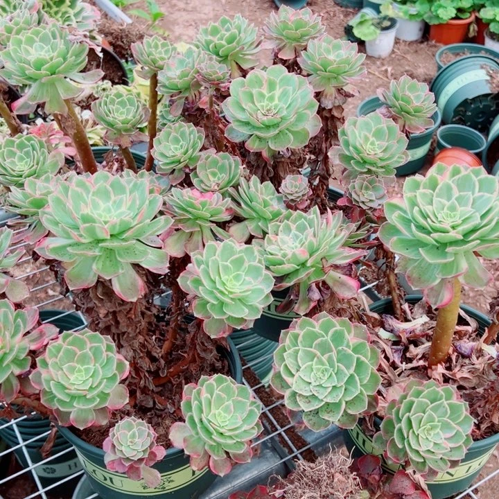 小颗万花筒多肉法师