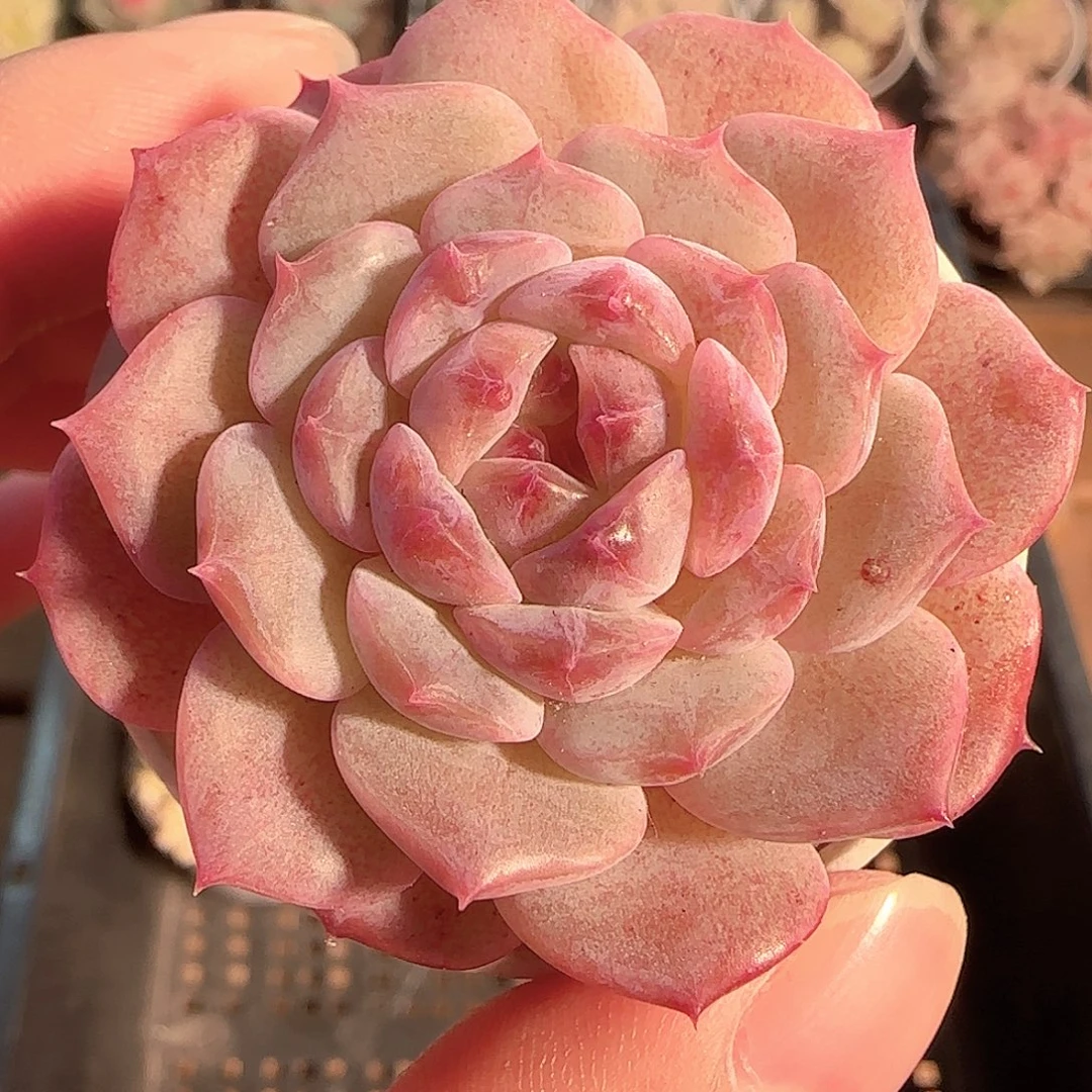 多肉1128-44糖心糖心