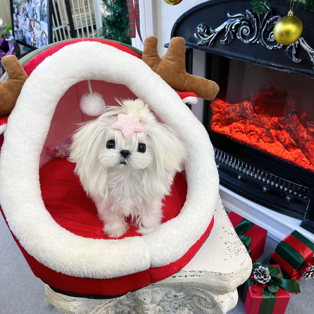 【怪兽you家】宠物马尔济斯活体幼体保障链接韩版小马