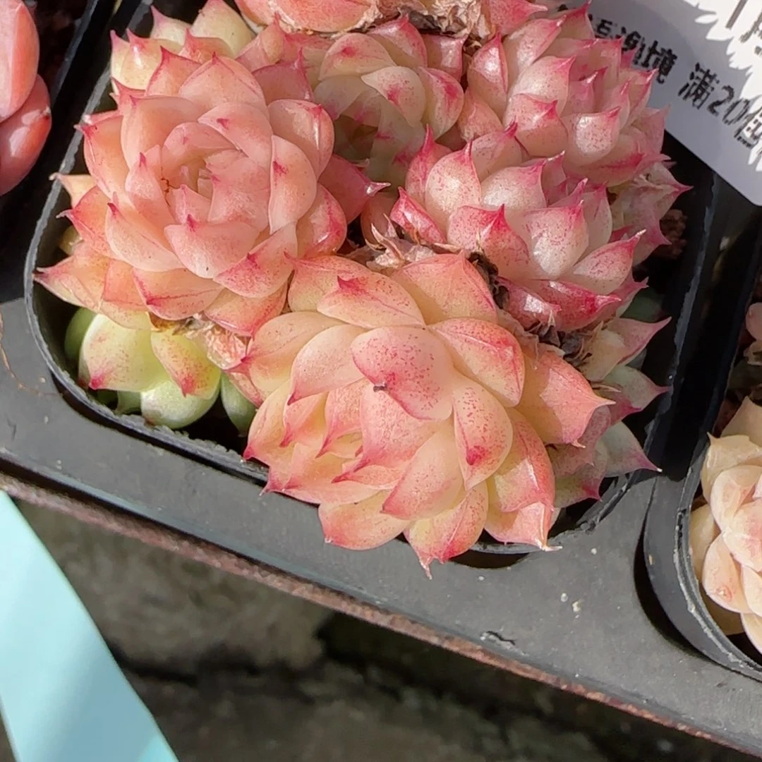 大***玉花语逸境0118-67