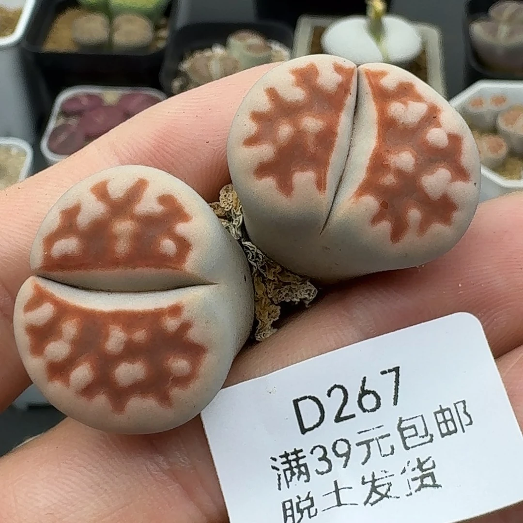 267多肉哈哈哈哈哈哈
