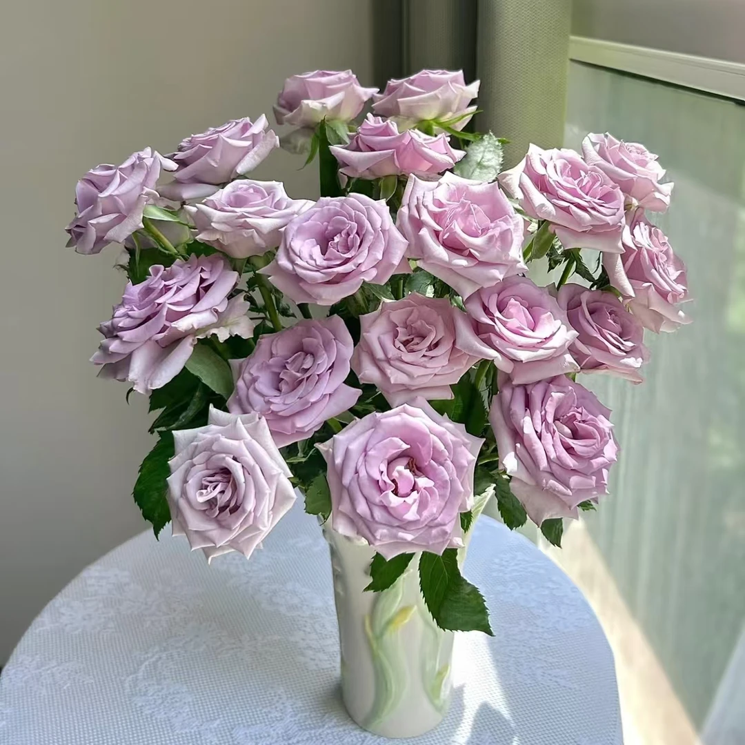 20枝海洋之歌单头玫瑰 小花苞【两单顺丰冷链或京东快递】云南鲜花