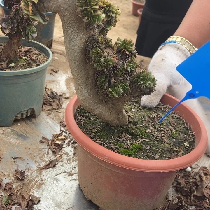 ****水068玫瑰玫瑰没骨气哦诋毁