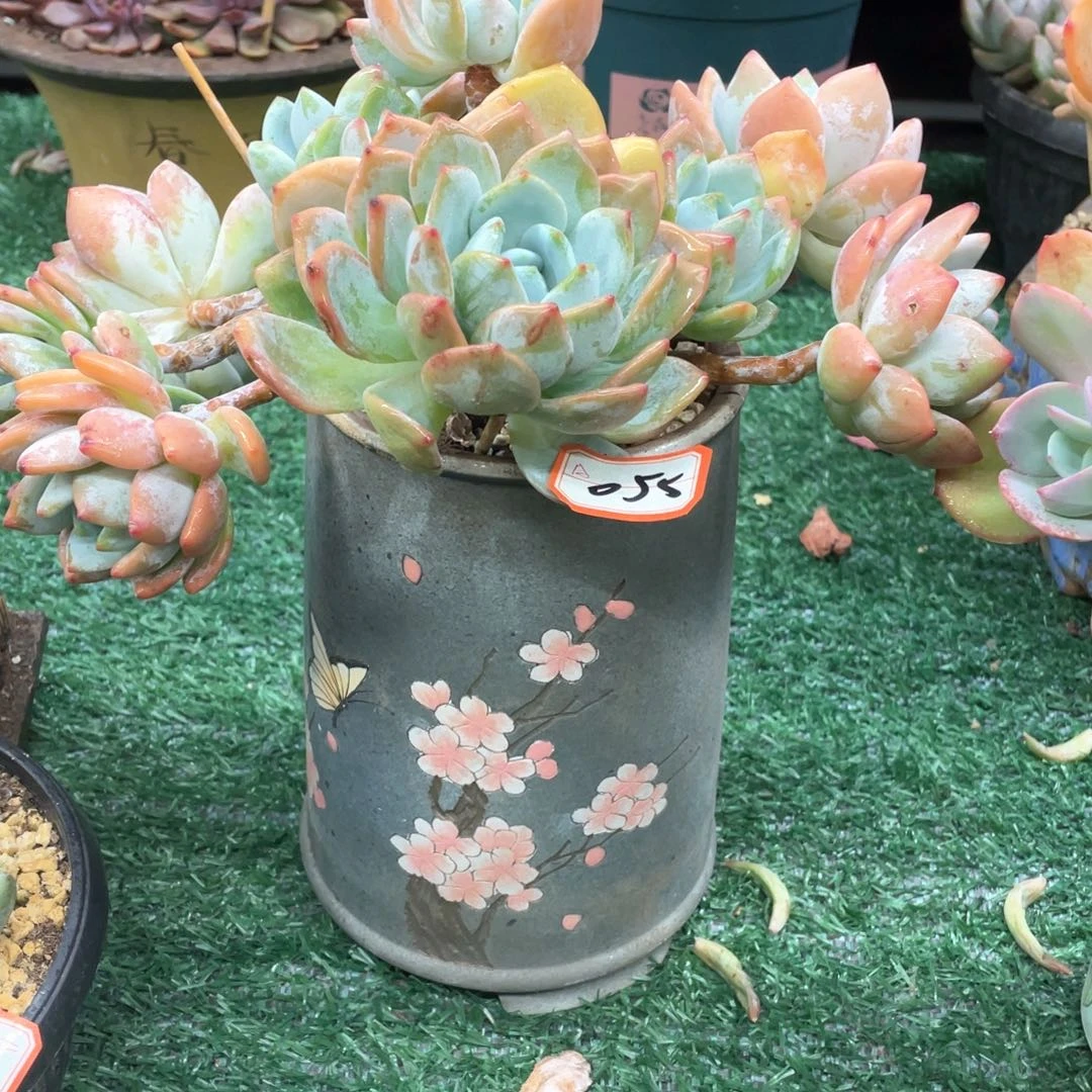 055 一物一拍28包邮