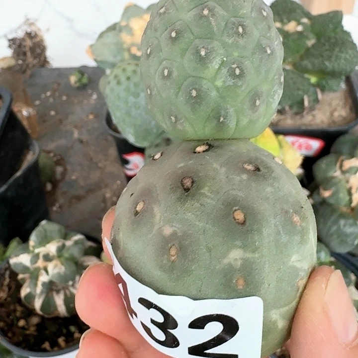【闪购商品】无花朵的*习志野432