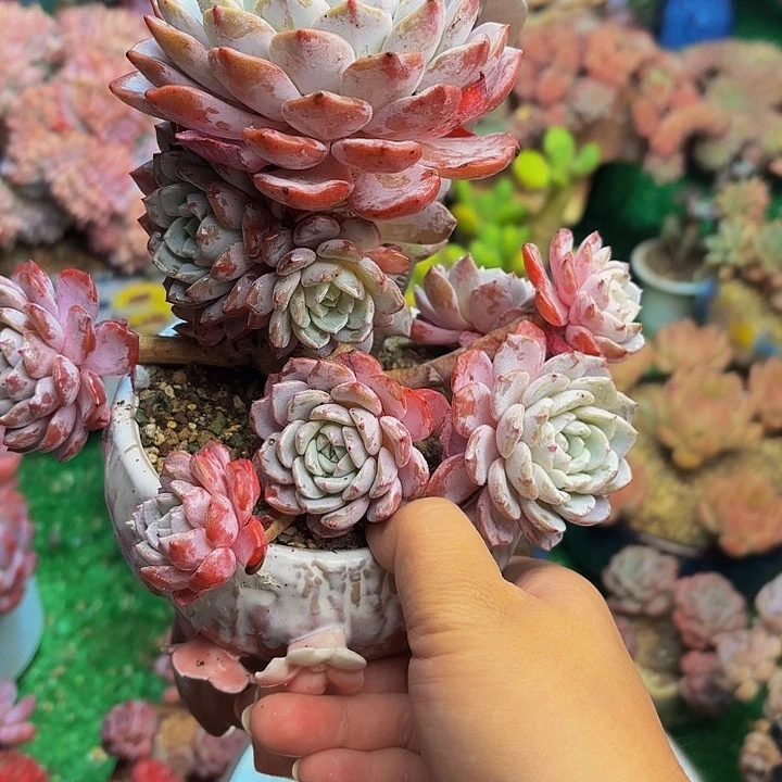 海棠花老桩多肉一颗