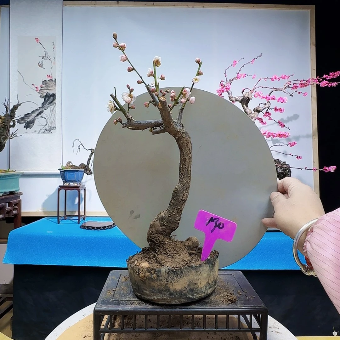 无铅玻璃飘**风d g h k l