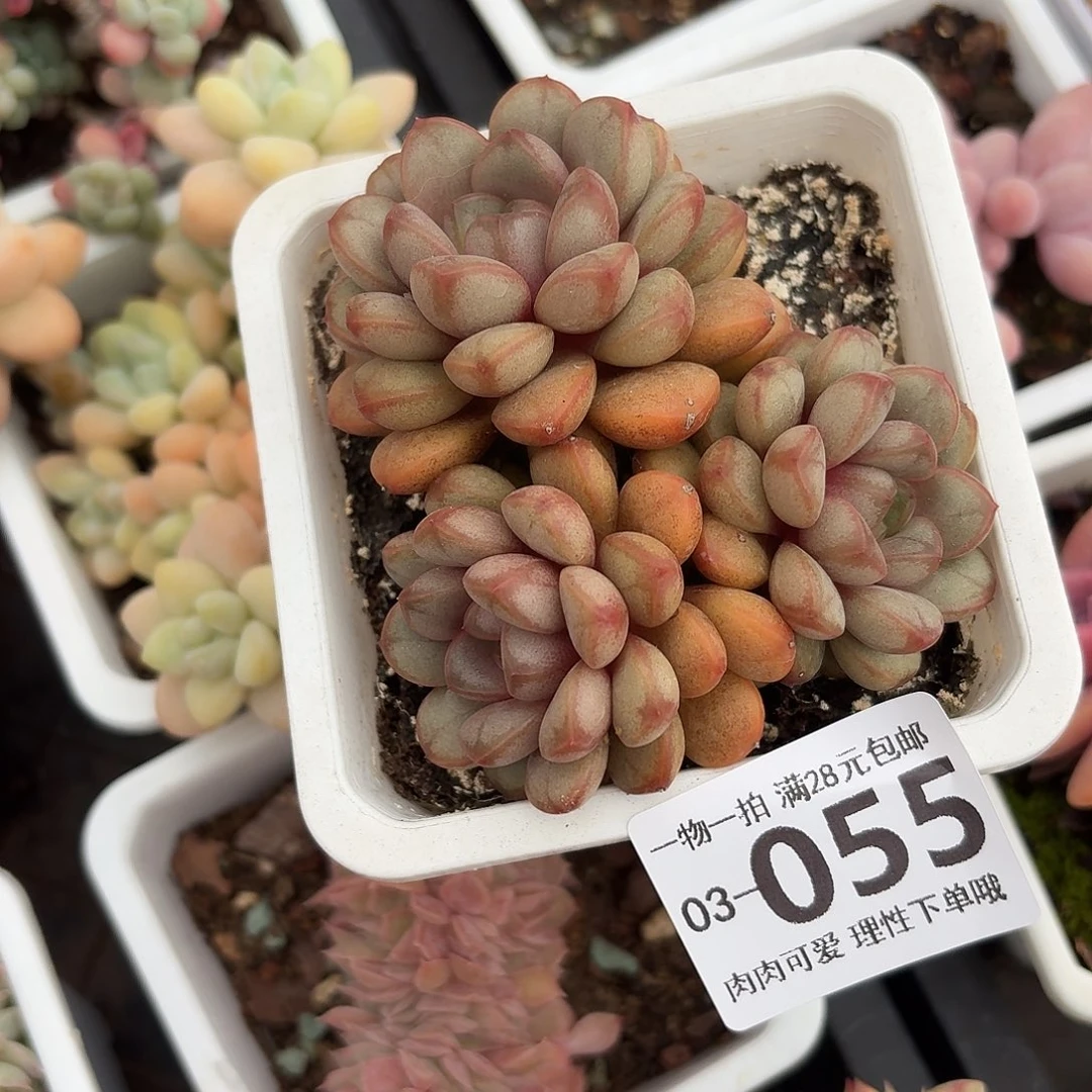 葡萄无盆土发货无盆