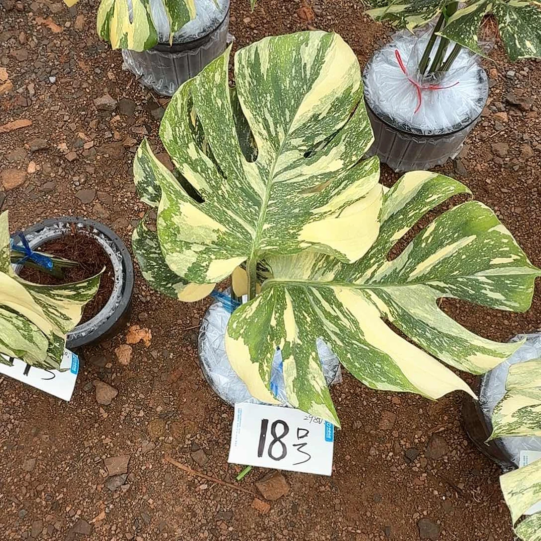 峥***月无花朵18号焦糖布丁高货