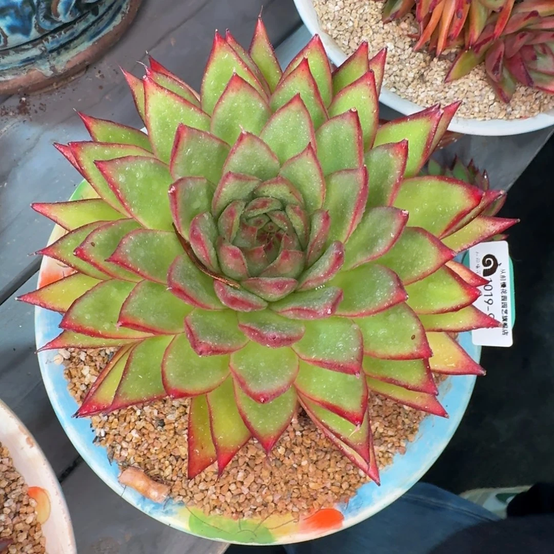 从前慢多肉精选编号1019.93