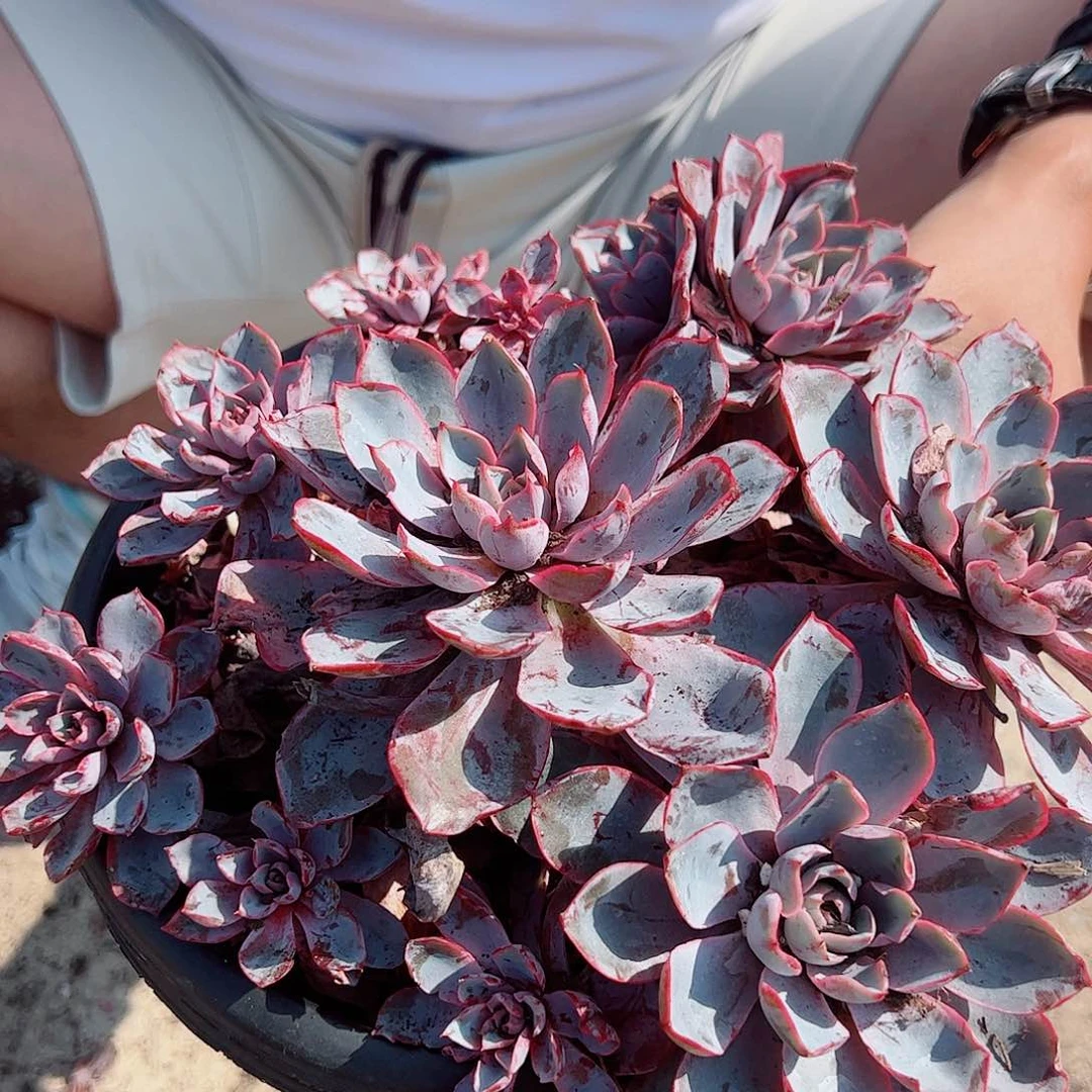 赫拉  多头多群生 手捧无砍