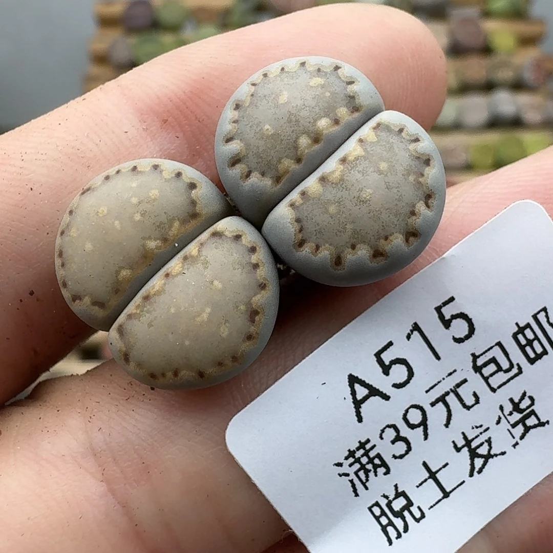 515多肉哈哈哈哈哈哈哈