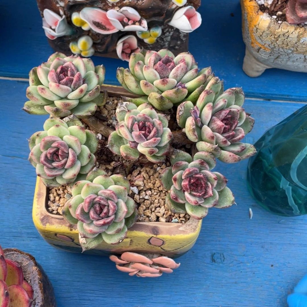 豆总多肉黑水晶群