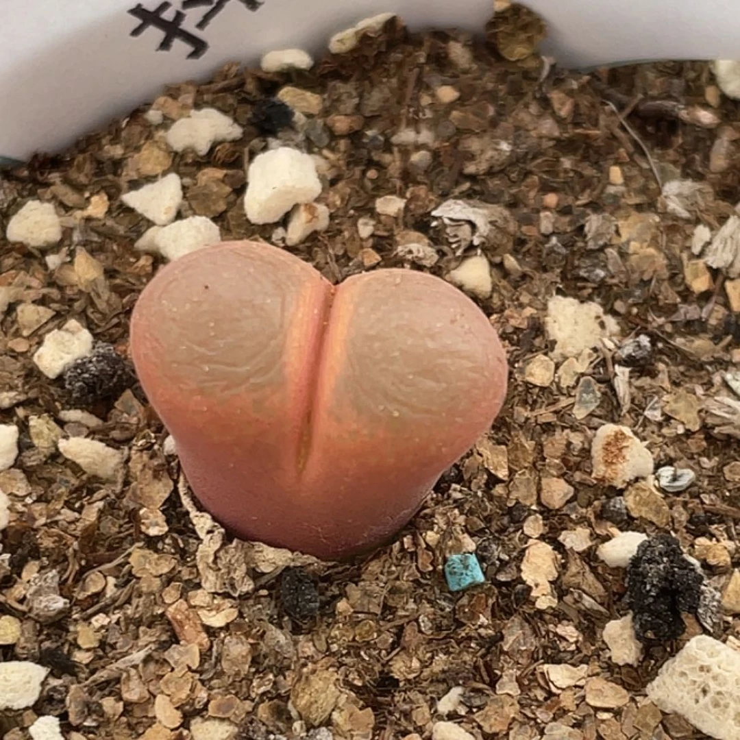 28-73红风铃多肉植物