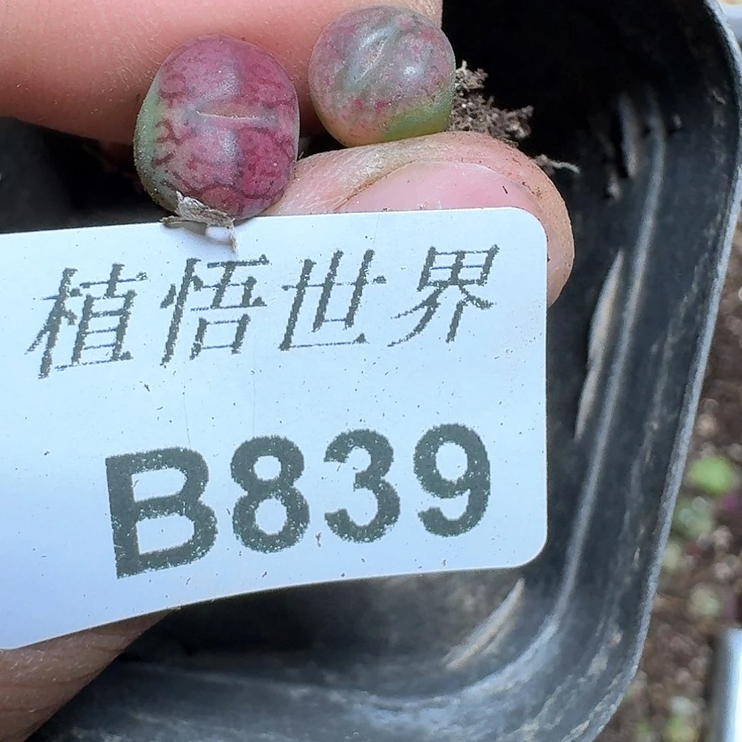 839盒多肉植物哇f vv