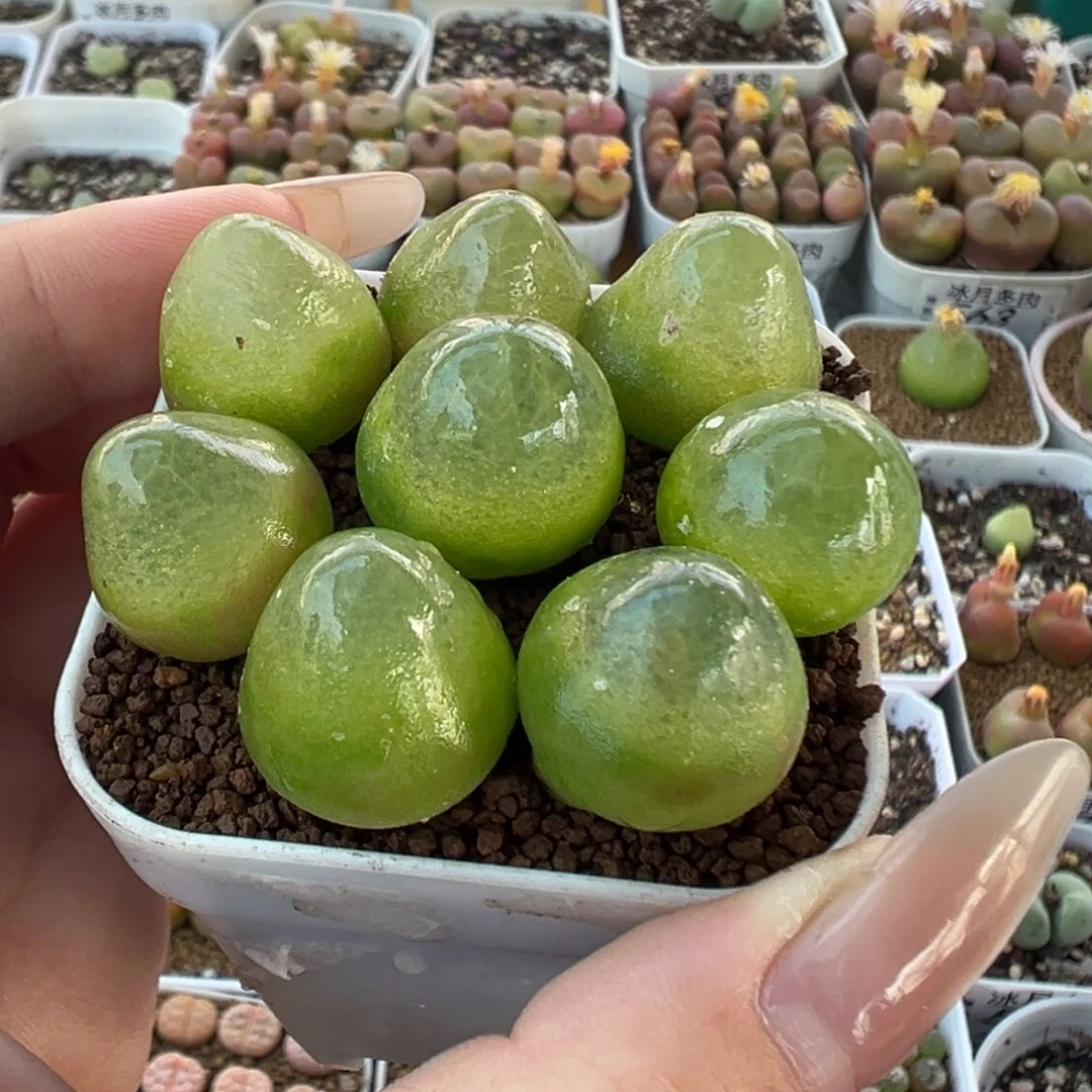 574灯泡八颗裸根发货