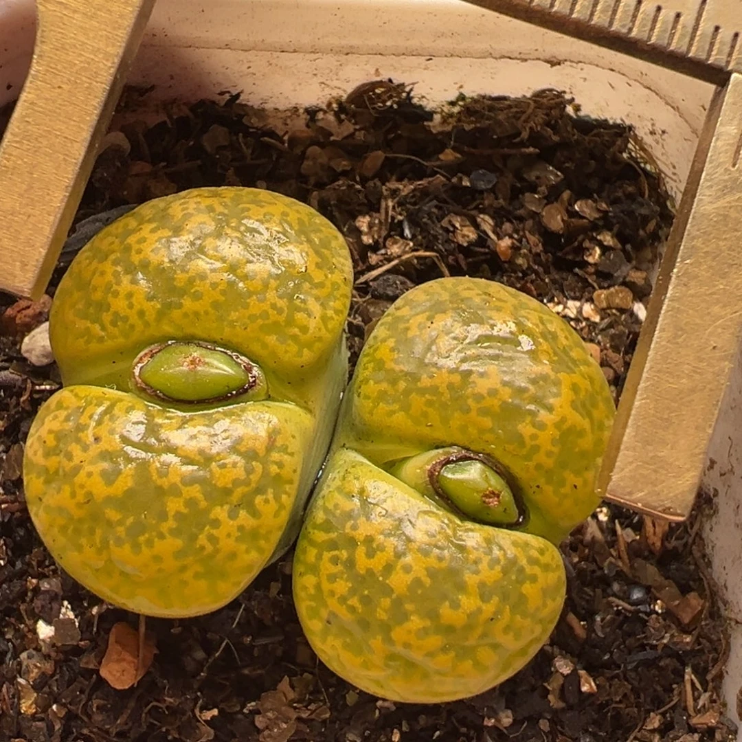 绿弁天母本带盆多肉