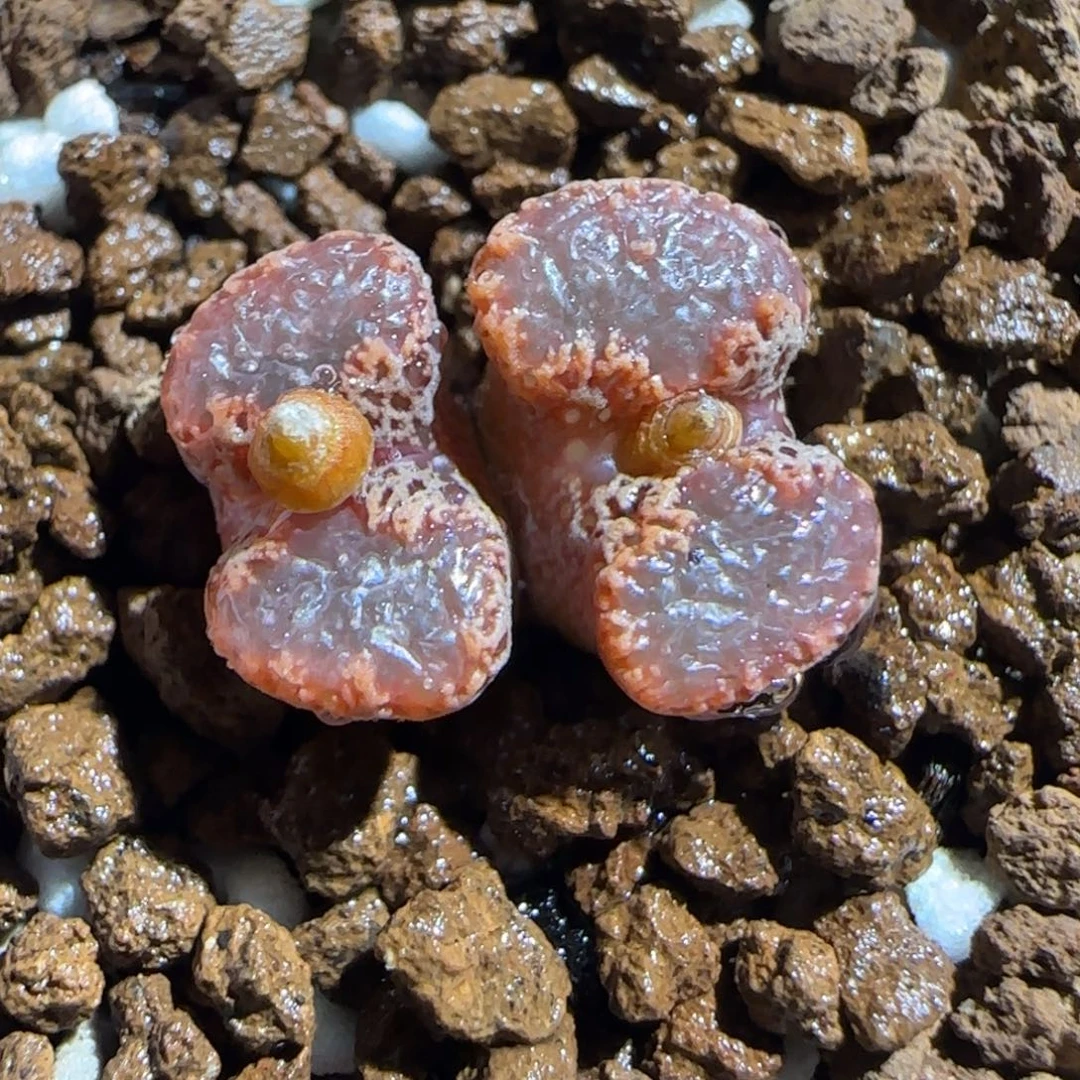 肉锥多肉植物百科-3km勋章1064