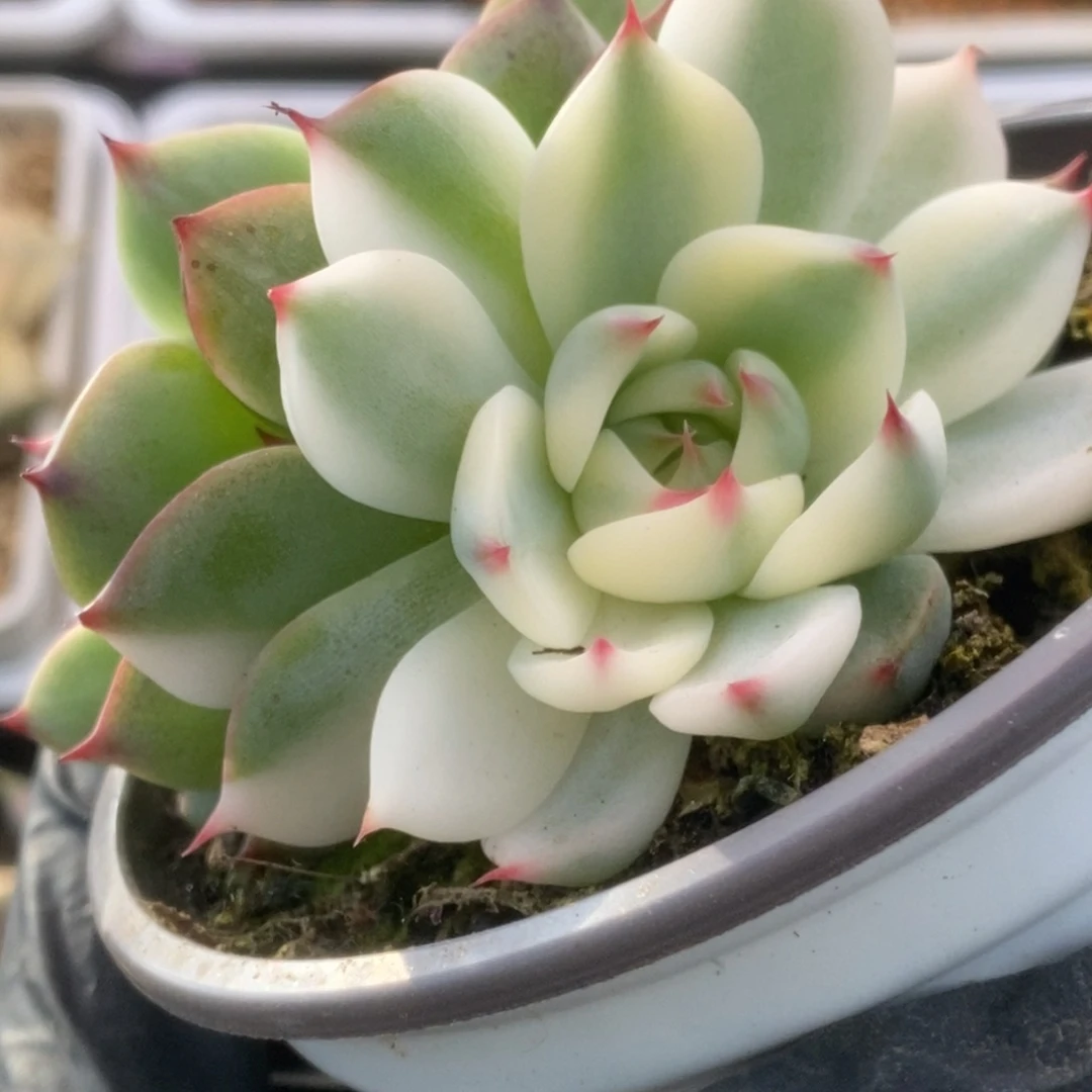 122锦锦锦锦锦锦锦锦