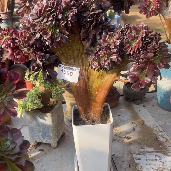 1050，多肉法师欧紫缀包邮