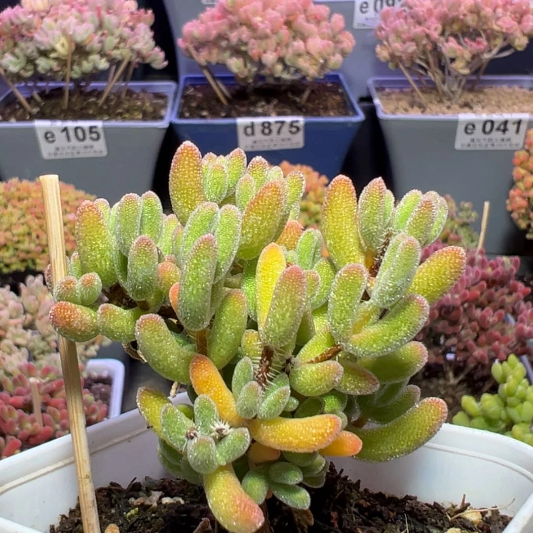 【闪购商品】蕉****.e140琉璃枝干番杏胖胖的